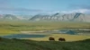 Musk oxen have been around since the Pleistocene era; along with caribou, they are the only hoofed animals that survived the end of that era (10,000 years ago). Today, they roam the open tundra of the Arctic Refuge in search of vegetation growing under or above the snow. Photo: Florian Schulz