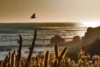 Todos Santos was dedicated as a World Surfing Reserve in 2014. Local surfers, with the support of visiting volunteers, have been putting in hard work to keep its coastal environment as intact as possible. Photo: Nikki Brooks