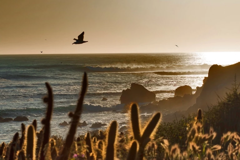 Todos Santos was dedicated as a World Surfing Reserve in 2014. Local surfers, with the support of visiting volunteers, have been putting in hard work to keep its coastal environment as intact as possible. Photo: Nikki Brooks