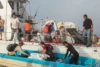 By the end of the day, the team had gathered over a dozen large bags of debris for transport back to the mainland for disposal. Photo: Nikki Brooks