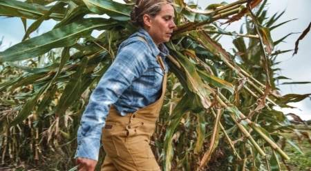 Dr. Heather Darby harvests corn by hand at Borderview Research Farm. Alburgh, Vermont. Photo: Colin McCarthy