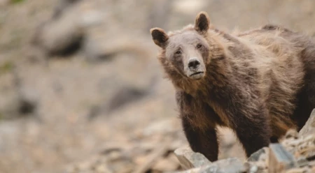 Wyoming's Extreme Grizzly Bear Trophy Hunting Proposal Threatens Recovery -  Patagonia