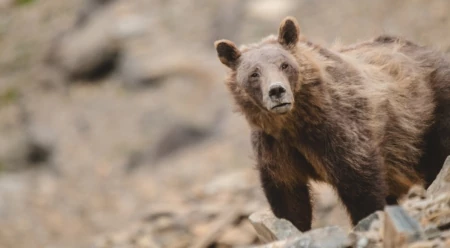 Grizzlies climb the high peaks of western Montana and Wyoming for nutritious army cutworm moths which can provide bears with up to half their yearly calories in 30 days—the moths act much like salmon do for coastal grizzlies. Photo: Steven Gnam