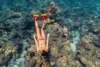 &#8220;The Reef Beneath:&#8221; A Film About Exploring the Great Barrier Reef