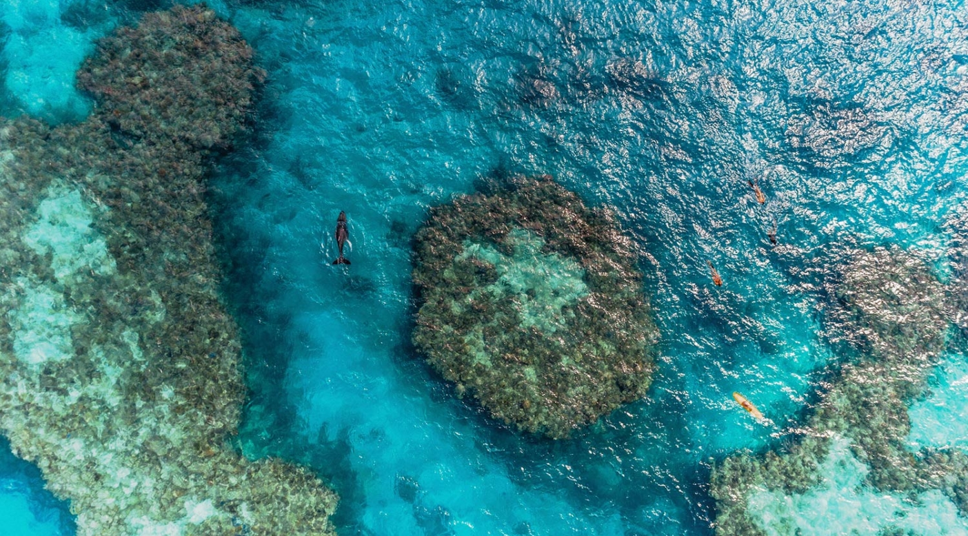 While exploring the reef, Belinda Baggs and Kimi Werner were surprised by the sudden appearance of a young humpback whale. Photo: Jarrah Lynch