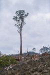 Dispatches from the Edge of the World: Making “Takayna” in Tasmania