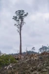 Dispatches from the Edge of the World: Making &#8220;Takayna&#8221; in Tasmania