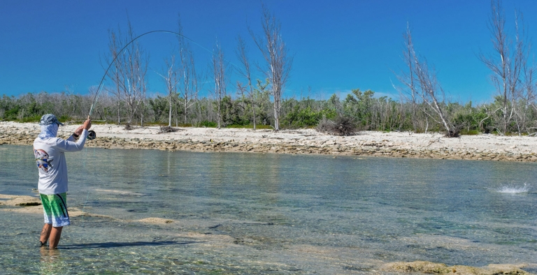 Dr. Aaron Adams connects with a bonefish feeding in only a few inches of clear water. Grand Bahama Island. Photo: Justin Lewis