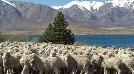 All Our Wool Is Now Certified to the Responsible Wool Standard