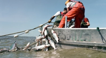 In Bristol Bay, Rites of Summer—One Welcome, One Not