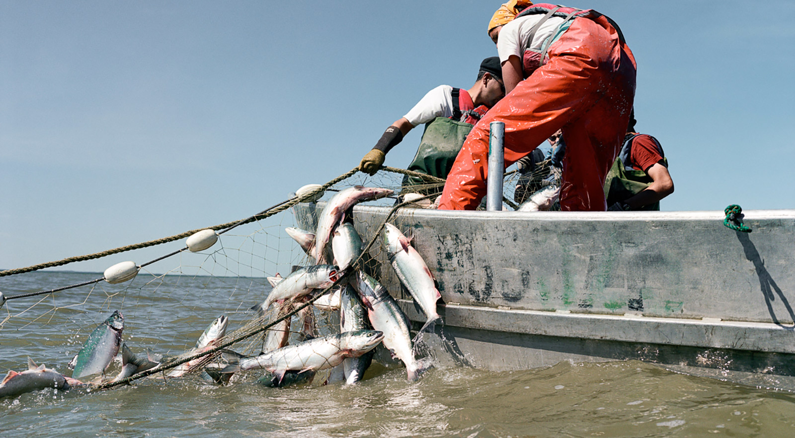 In Bristol Bay, Rites of Summer—One Welcome, One Not - Patagonia