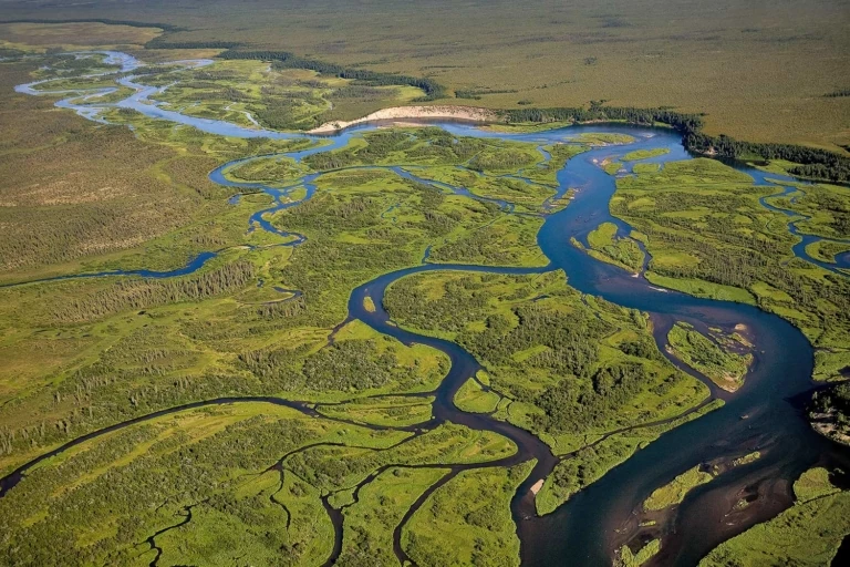 In Bristol Bay, Rites of Summer—One Welcome, One Not