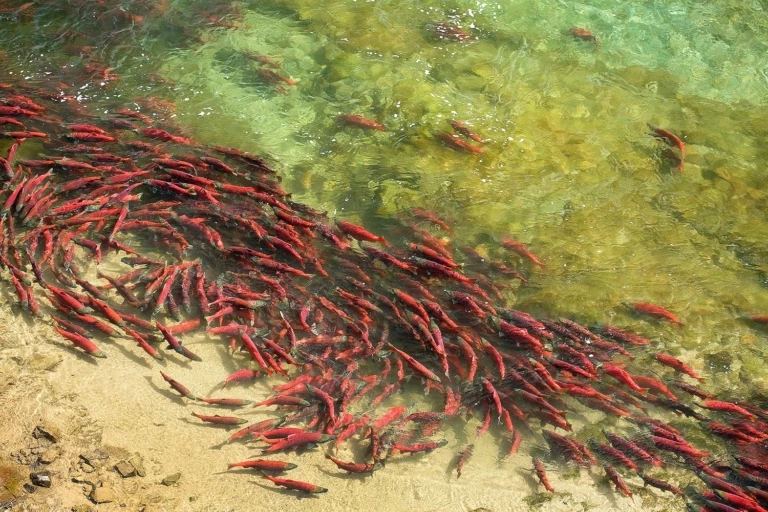 In Bristol Bay, Rites of Summer—One Welcome, One Not