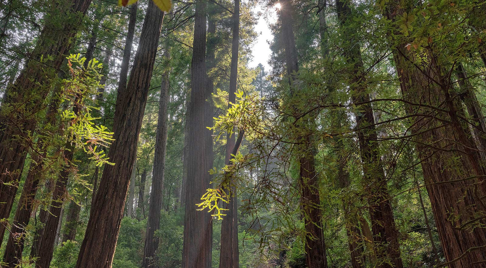 Remember the Original Tree Huggers Patagonia Stories