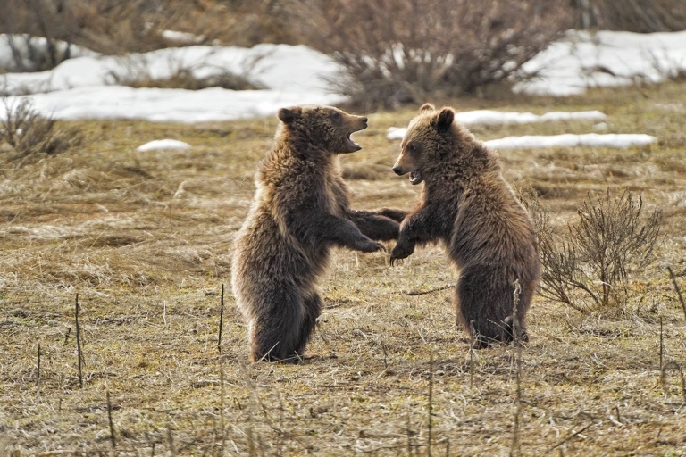 Judge Ends Grizzly Hunts with Ruling That’s Bigger Than Bears
