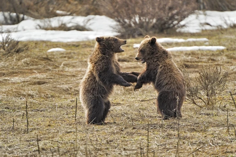 Judge Ends Grizzly Hunts with Ruling That’s Bigger Than Bears