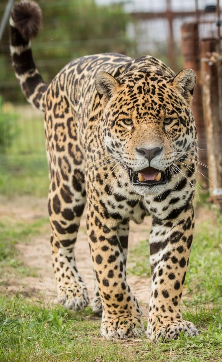 Rewilding Iberá