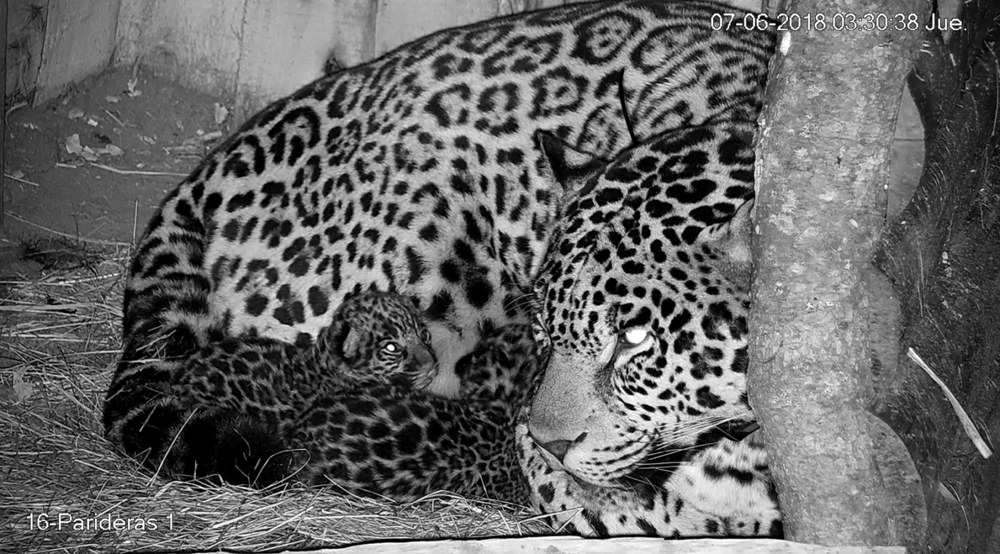 Tania with her two new cubs shortly after their birth. The first jaguars born in decades in Iberá, their arrival was a major milestone for the Jaguar Reintroduction Program. When they’re released into the wild—hopefully within two and a half years—they’ll have access to 650,000 acres of habitat teeming with caimans, capybaras and other native food sources. Photo: Courtesy Tompkins Conservation