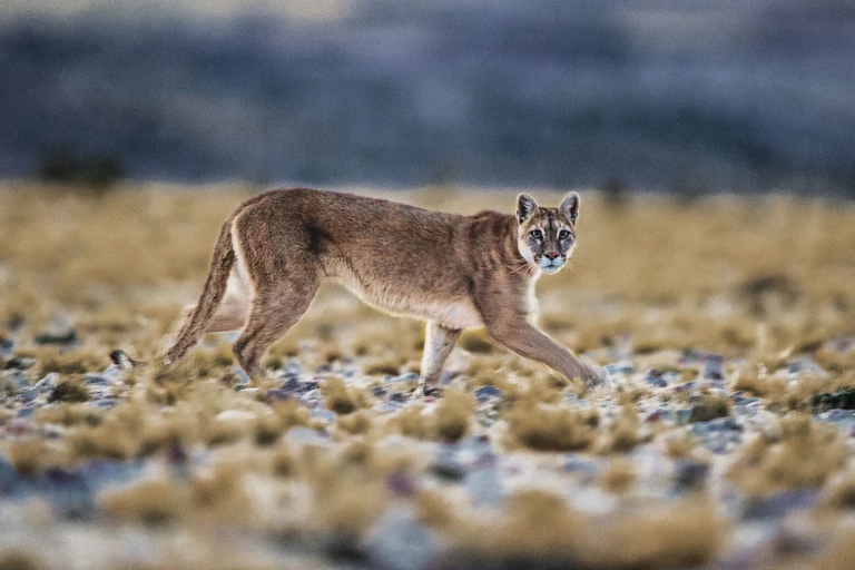 Overweldigen metgezel vredig Path of the Puma - Patagonia Stories