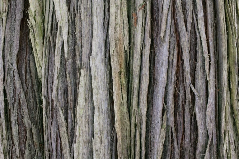 Treeline: A Story Written in Rings