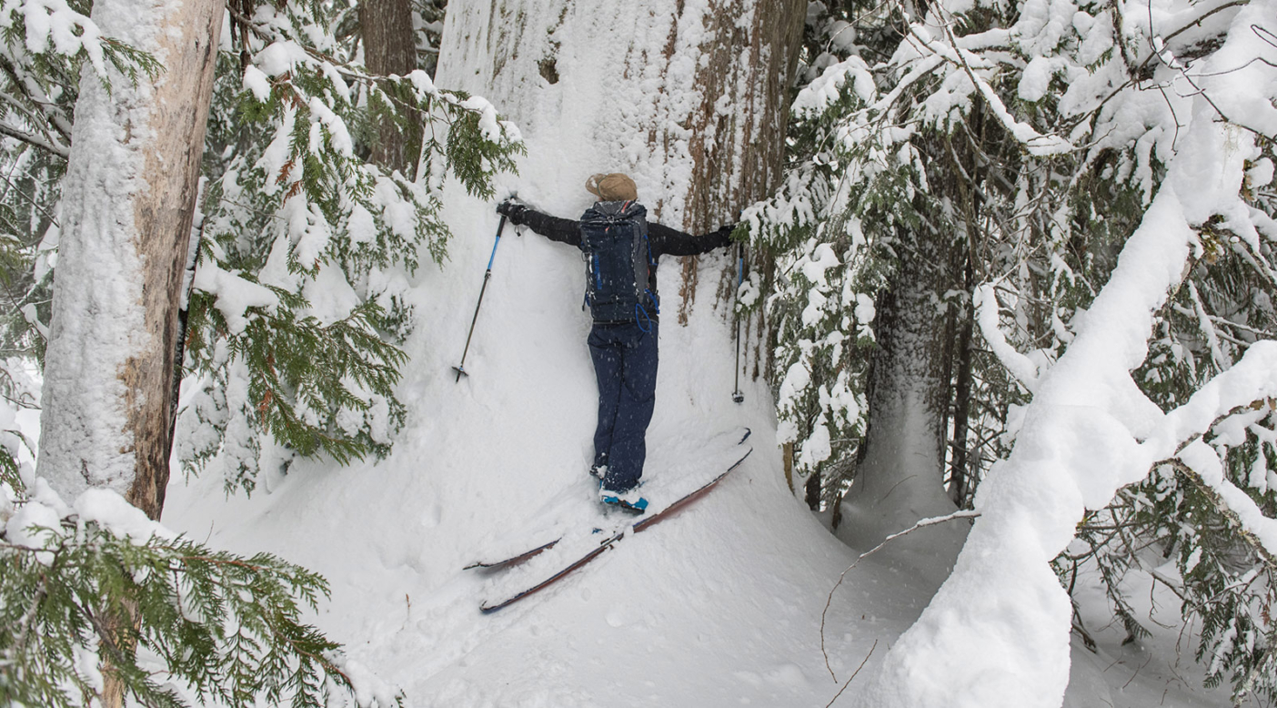 The best ones aren't huggable--or so says Deb MacKillop. “As a forester, it’s handy to know the length of your limbs,” she says. “They make great measuring tools.” Leah Evans gives some love and follows Deb's example while skiing among the red cedars of interior BC. Photo: Garrett Grove