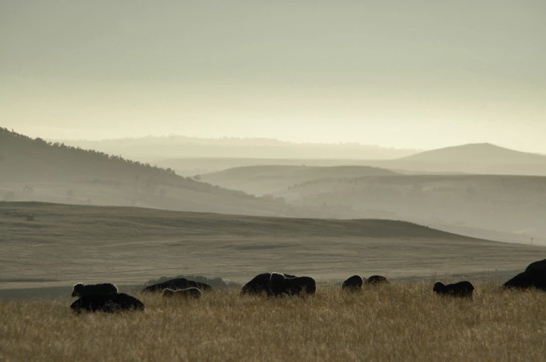 A Blueprint for Cooling the Earth