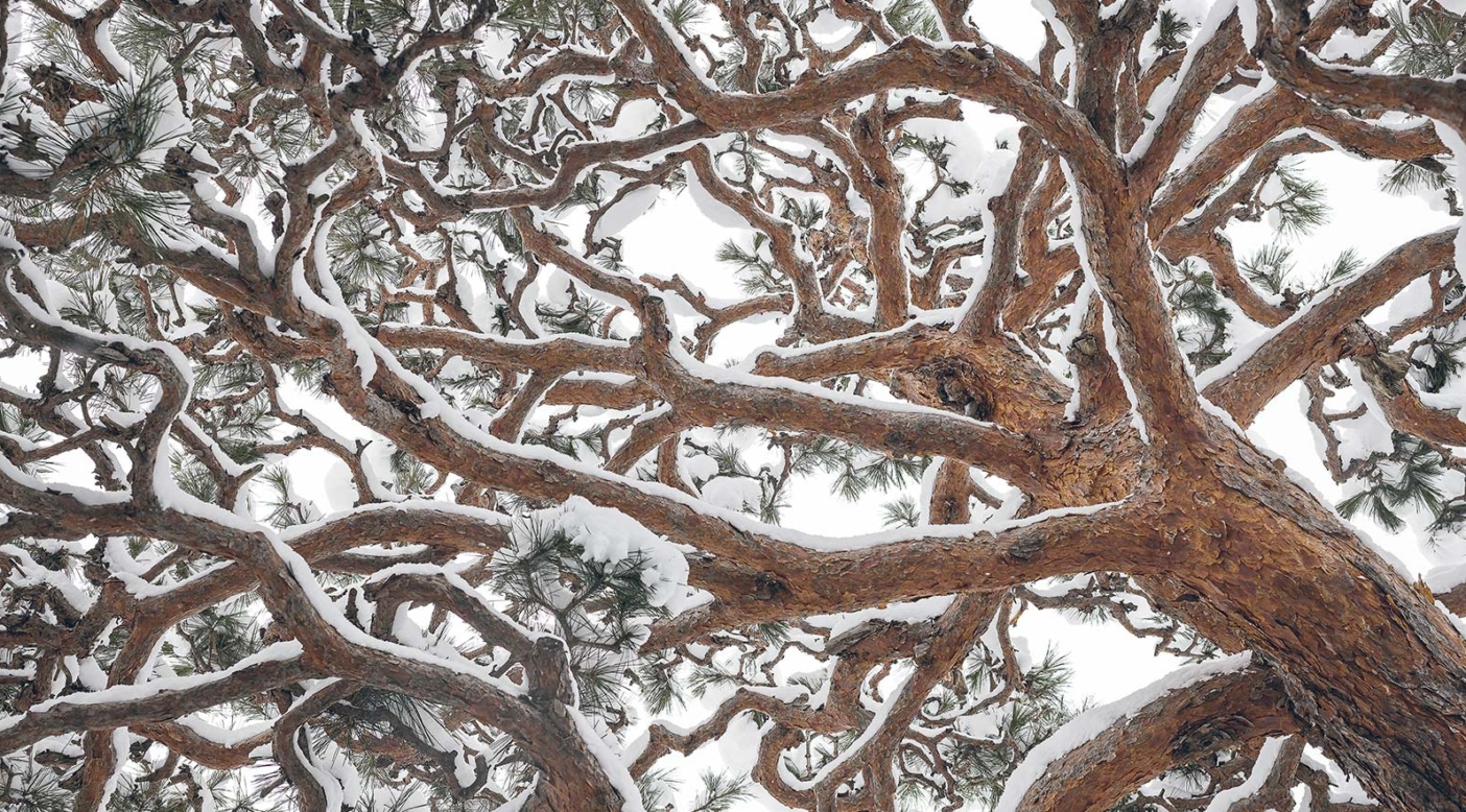 Most trees in Japanese public spaces are highly manicured from the beginning of their life to craft a distinct aesthetic, like this intricate pine entanglement in the Yamagata Prefecture. Honshu, Japan. Photo: Garrett Grove