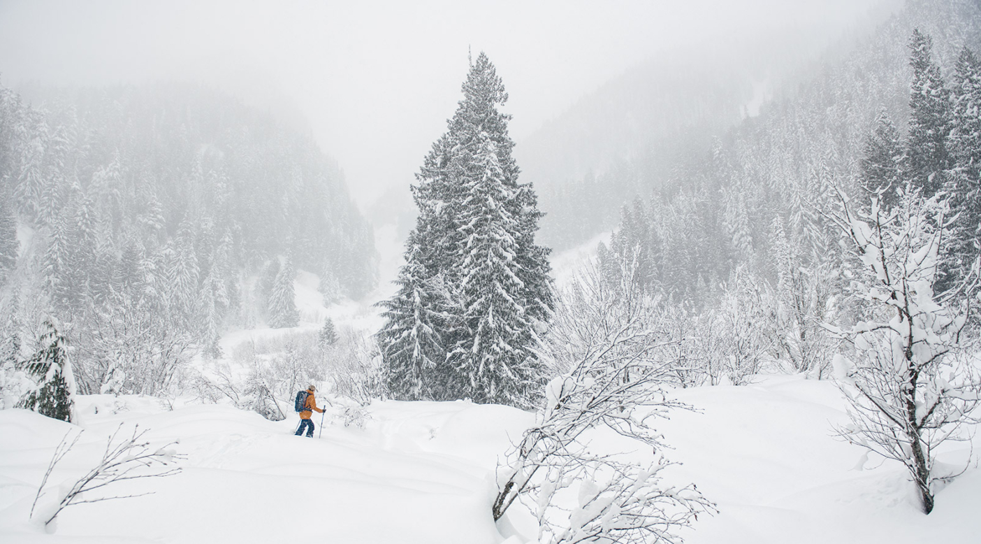Leah Evans approaching a cedar “mother tree” at the bottom of the Womb, a slide path off Mount Macpherson near Revelstoke, British Columbia. Forest ecologist Suzanne Simard has helped us understand that mother trees send nutrients to the surrounding forest, increasing the resilience of an entire network of trees. Photo: Garrett Grove