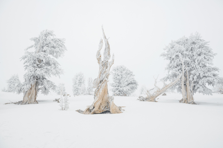 Treeline: Trespassing