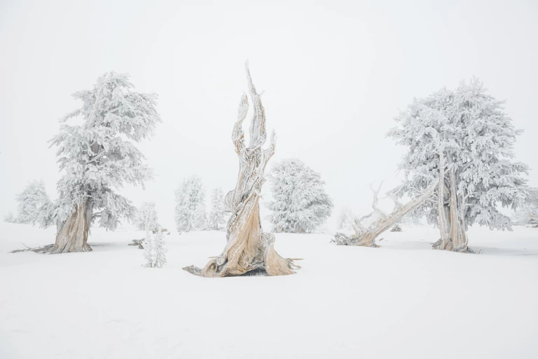 Treeline: Trespassing