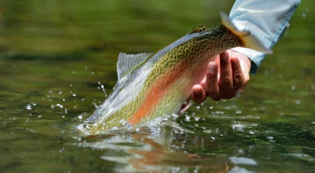 Home Pool, Sulphur Creek: Losing a Favorite Fishing Spot to Climate Change