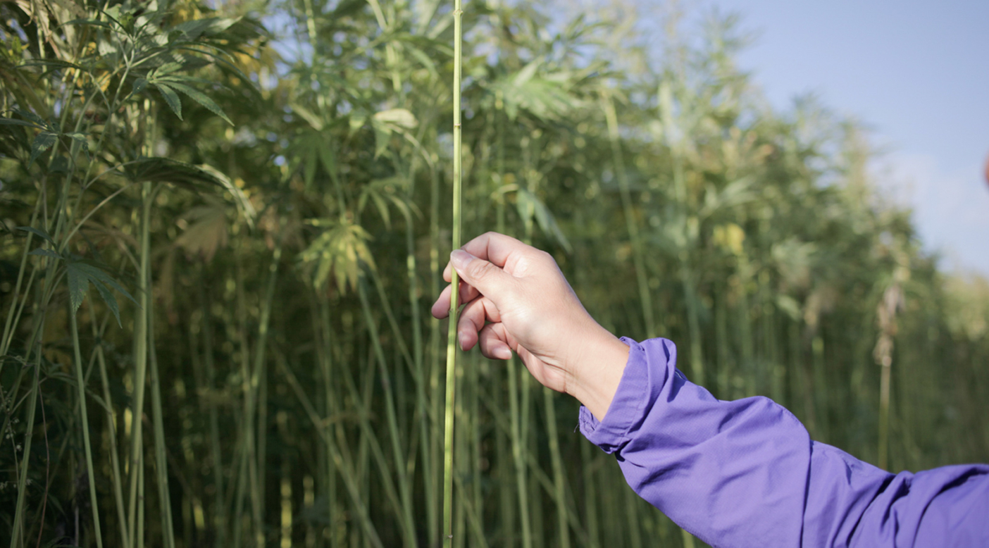 Growing hemp is easy. This fibrous plant needs no pesticides or irrigation and requires low quantities of fertilizer. But turning hemp into fabric is a complicated task that requires an expertise American farmers will need to regain. Photo: Lloyd Belcher