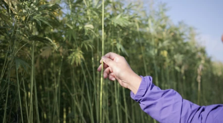Hemp Is Back: How Some of Ours Is Produced, in Photos