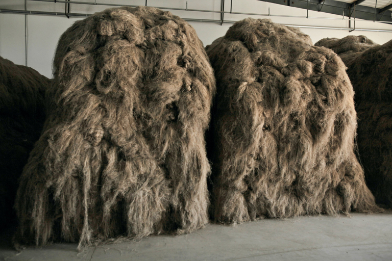 Hemp Is Back: How Some of Ours Is Produced, in Photos