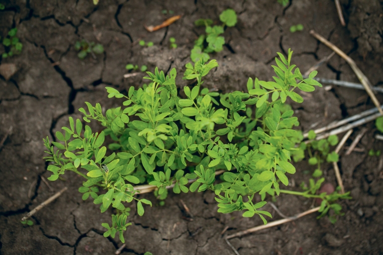 Why Regenerative Organic Agriculture Is All About Farming Down