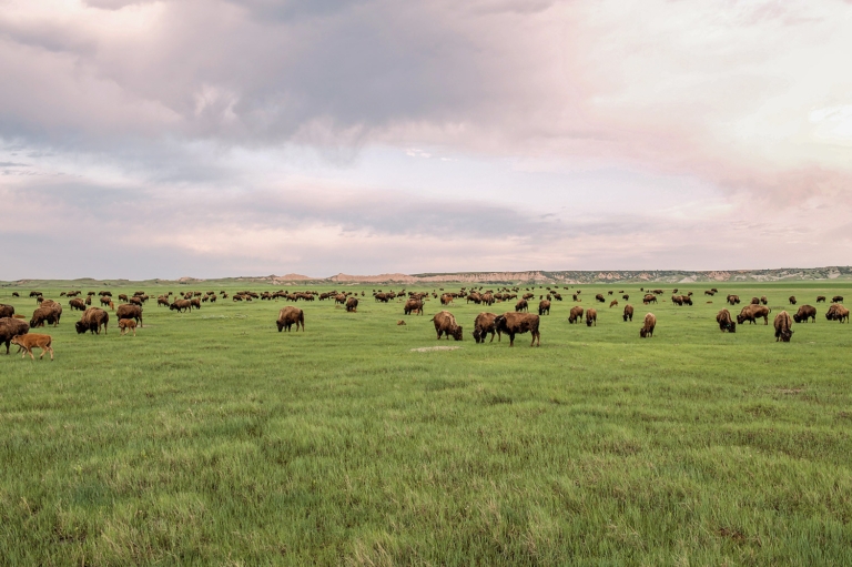 What’s at Stake Is the Future of Humankind: An Interview with Yvon Chouinard