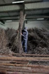 Hemp Is Back: How Some of Ours Is Produced, in Photos