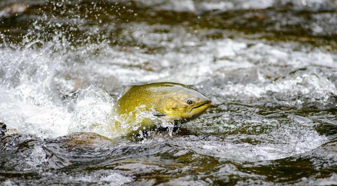 California sails toward biggest salmon harvest in years - The San