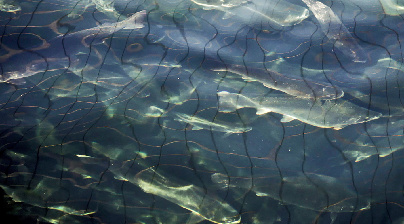 Salmon in a raft cage. Photo: Dani Casado