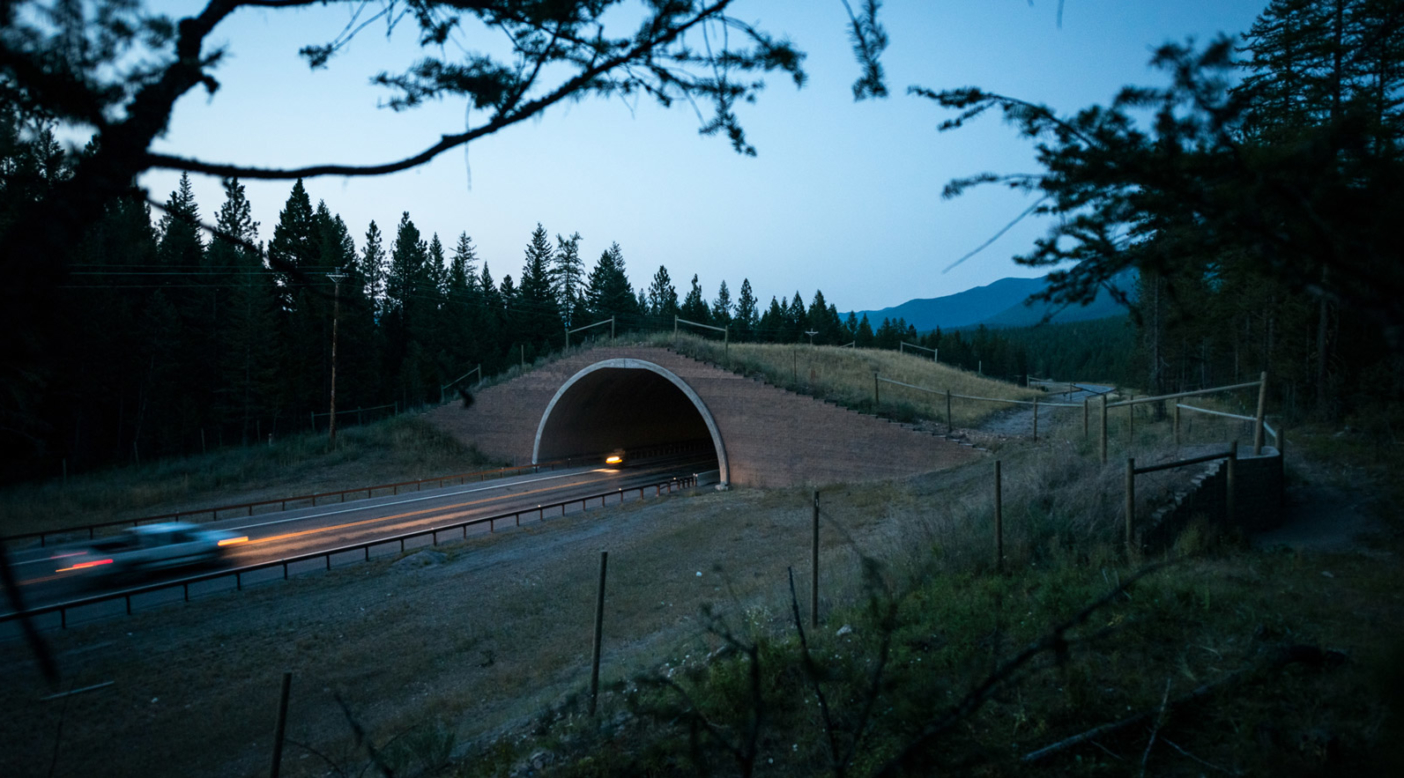 The first wildlife overpass put in on the People’s Way Partnership project along Highway 93 in Montana. The Confederated Salish and Kootenai Tribes declared that the highway was a visitor on the landscape and any future improvements needed to consider the need of wildlife first. In this spirit, the tribes worked closely with the Montana Department of Transportation and created the densest collection of wildlife crossing structures in North America. Bears, deer, elk, bobcats and others are already using the structures. Photo: Steven Gnam