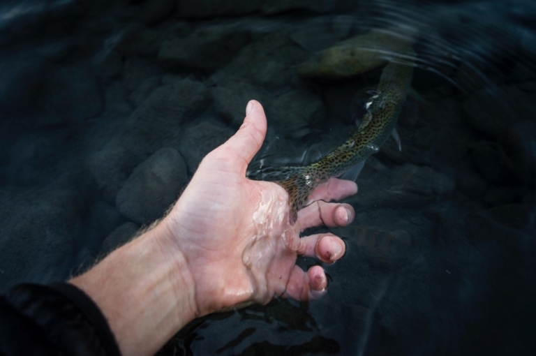 Saving One River: Hoh Steelhead in Decline