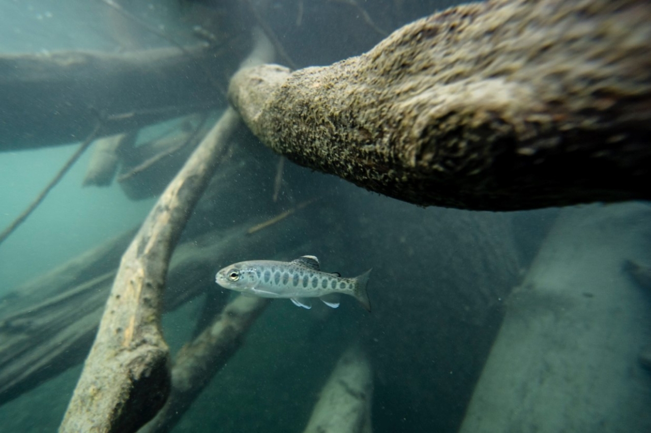In 2011, Washington state’s Elwha Dam—located on the northern edge of the Olympic Peninsula—became the focus of the largest dam removal in US history. When the Glines Canyon Dam met the same fate three years later, young anadromous fish could swim the length of the Elwha for the first time in over a century. Photo: Mark McInnis
