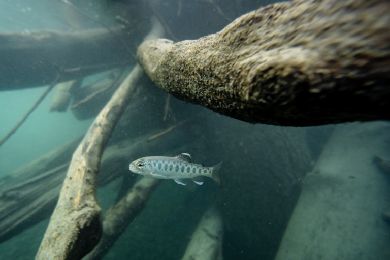 Saving One River: Hoh Steelhead in Decline