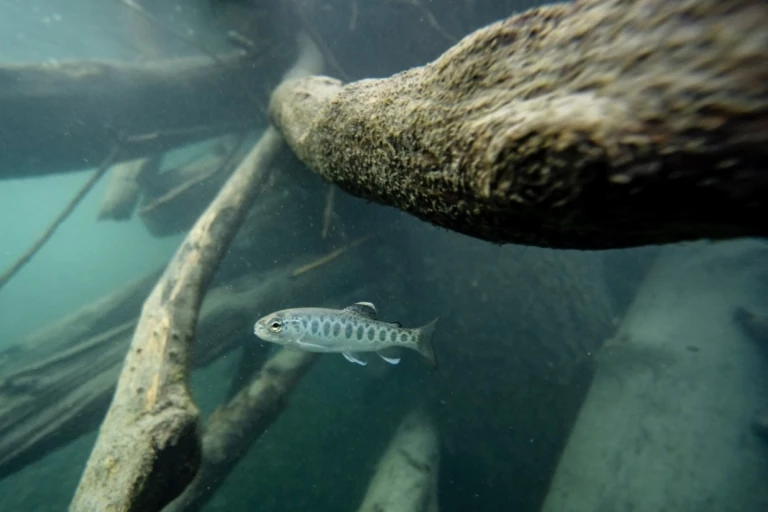 Saving One River: Hoh Steelhead in Decline