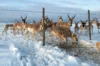 Senator Tom Udall on the Hope of Wildlife Corridors