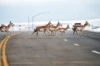 Senator Tom Udall on the Hope of Wildlife Corridors