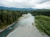 Saving One River: Hoh Steelhead in Decline
