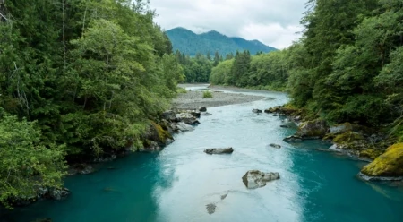 Saving One River: Hoh Steelhead in Decline