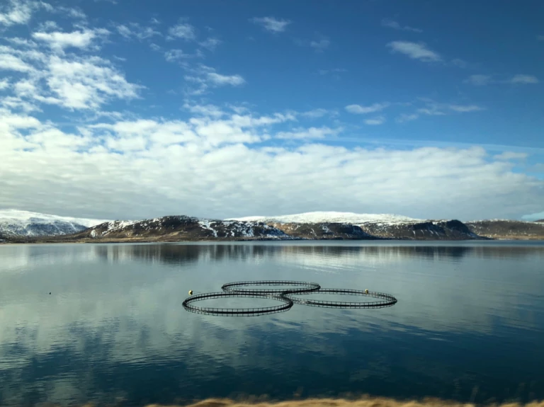 Iceland, Open-Net Fish Farms, and the Final Frontier for Wild Atlantic  Salmon - Patagonia Stories