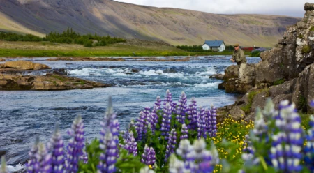 Iceland, Open-Net Fish Farms, and the Final Frontier for Wild Atlantic Salmon
